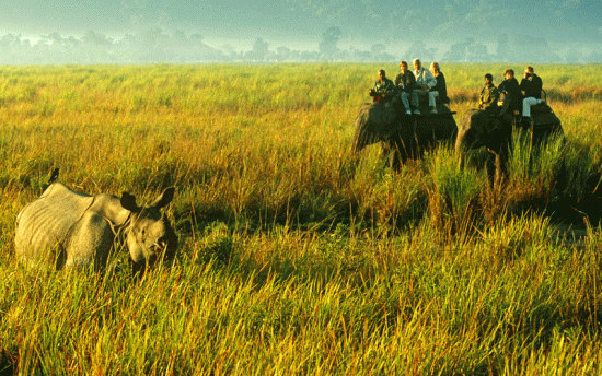 Kaziranga - Land Of Rhino